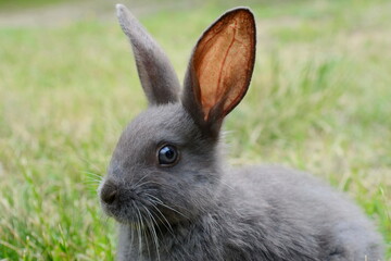 Grey Rabbit in a natural environment.