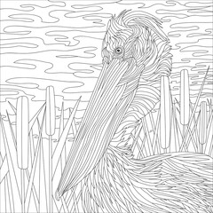 Pelican. Vector illustration. Pencil art.