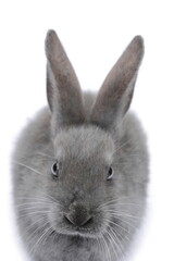Grey Rabbit in front of white background.