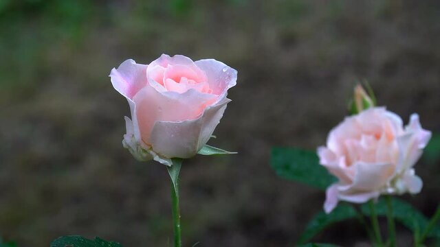 Garden spray of pink roses close up.