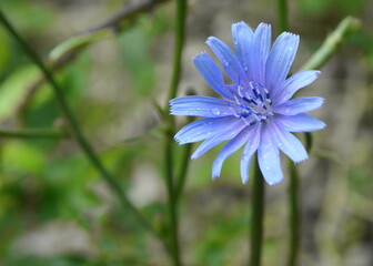 Chicory ordinary (lat. Chicory common). Natural background.