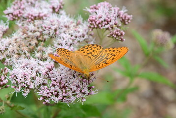 Flowers and butterfly. Green day.
