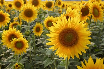  Beautiful yellow sunflower field with seeds Sunflower seeds