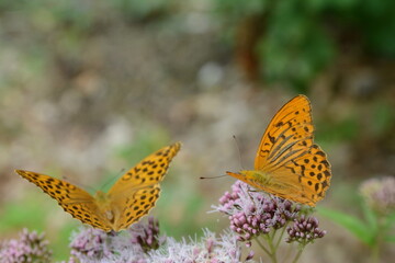 Flowers and butterfly. Green day.
