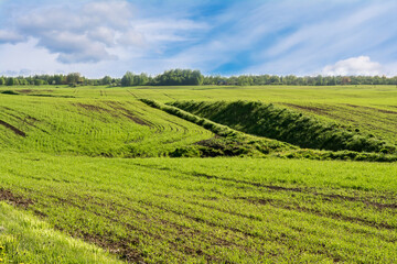 Fototapeta na wymiar Green field, forest on the horizon and white clouds on blue sky, nature landscape background