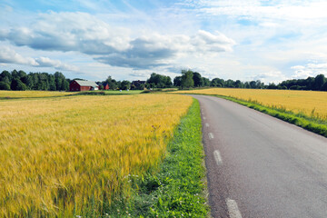 Naklejka premium Rural countryside in Sweden, Scandinavia. Road throw a Yellow fields, green grass meadow and red houses in a scenic Summer landscape.