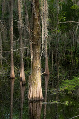Moss draped Cyprus trees reflecting in the dark black and green waters of a swamp in the Southern United States