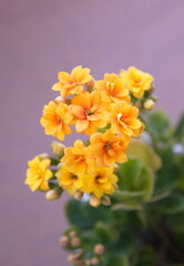 Blossoim of Yellow - orange Kalanchoe, Kalanchoe blossfeldiana