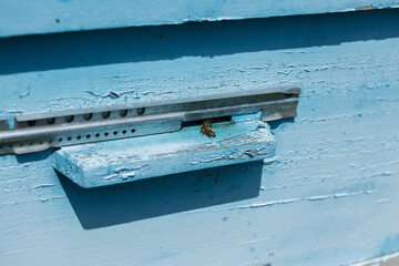 A row of bee hives in a private apiary in the garden. Honey industry.