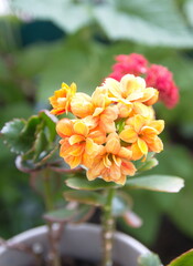 Blossoim of Yellow - orange Kalanchoe, Kalanchoe blossfeldiana