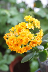 Blossoim of Yellow - orange Kalanchoe, Kalanchoe blossfeldiana