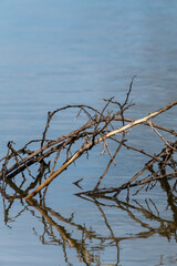 Exposed branches of a tree that has fallen into a lake and are reflected off of the water's surface