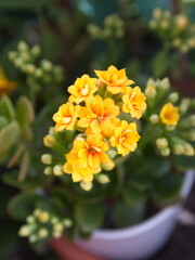Blossoim of Yellow - orange Kalanchoe, Kalanchoe blossfeldiana