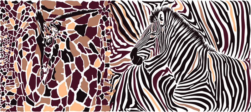 Abstract texture of giraffe and zebra