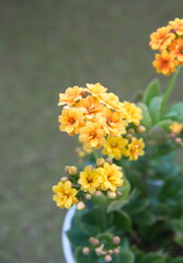 Blossoim of Yellow - orange Kalanchoe, Kalanchoe blossfeldiana