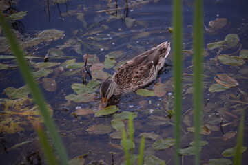 duck in the water