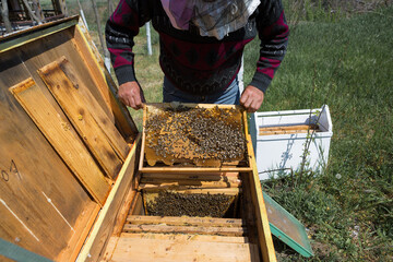 A farmer on a bee apiary holds frames with wax honeycombs. Planned preparation for the collection of honey.