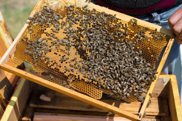 A farmer on a bee apiary holds frames with wax honeycombs. Planned preparation for the collection...