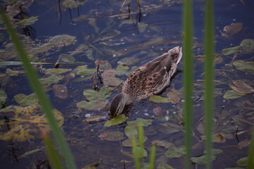 duck in the water