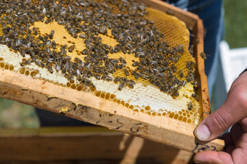 A farmer on a bee apiary holds frames with wax honeycombs. Planned preparation for the collection...