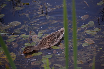 duck in the water