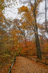 Fototapeta na wymiar The Bronx, New York, USA: Autumn scene of a couple walking on a trail in the 250-acre New York Botanical Garden, established in 1891.