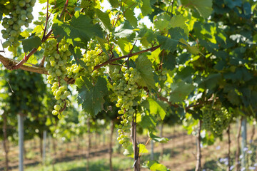 Fototapeta premium Vineyard plantation in summer. Green growing vine formed by bushes.