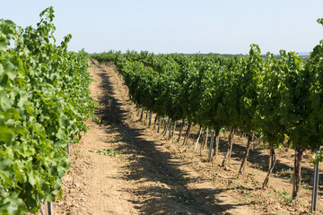 Fototapeta na wymiar Vineyard plantation in summer. Green growing vine formed by bushes.