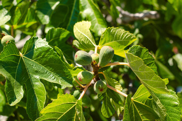 Fototapeta na wymiar Fig fruits grow on a tree