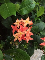 red jasmine flower