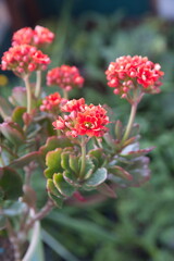 Kalanchoe plant with red flowers, Kalanchoe blossfeldiana,  city garden plant