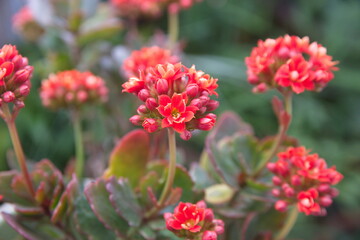 Kalanchoe plant with red flowers, Kalanchoe blossfeldiana,  city garden plant