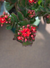 Kalanchoe plant with red flowers, Kalanchoe blossfeldiana,  city garden plant