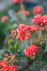 Kalanchoe plant with red flowers, Kalanchoe blossfeldiana,  city garden plant