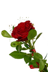 Fototapeta premium Red rose isolated on white background.