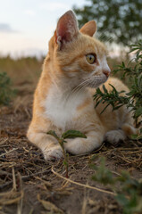 red cat lying on grass