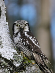 Northern hawk-owl, Surnia ulula, perched on birch trunk. Owl with beautiful yellow eyes. One of a few diurnal owls. Wildlife scene from nature. Habitat North European and North American taiga.