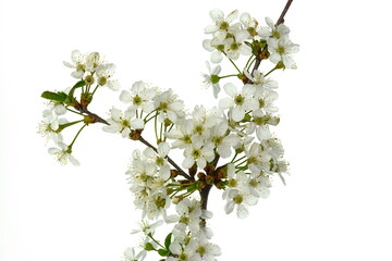 Branch with white flowers on a white background