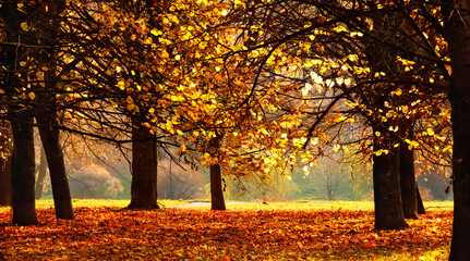Beautiful Nature Autumn landscape on Sunny day