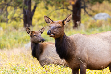 Elk Herd on a Beautiful Rocky Mountain Evening