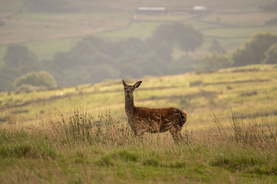 Deer In The Farmland, Lyme Park, Cheshire