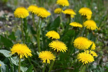 Yellow dandelion flowers (Taraxacum officinale). Dandelions field background on spring sunny day. Blooming dandelion.
