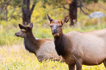 Elk Herd on a Beautiful Rocky Mountain Evening