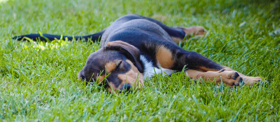 tired puppy dog ​​sleeping on the grass