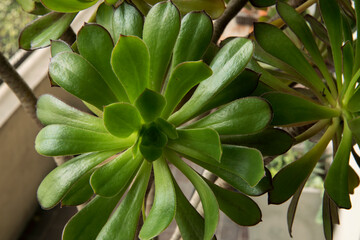 Obraz premium Succulent plants. Closeup of an Aeonium arboreum, also known as Irish Rose, growing in a pot.