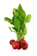 Group of five whole red radish with fresh green leaves isolated on white background