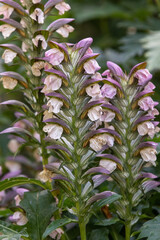 Cultivated acanthus, New York State, USA.