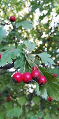 Bunches of red berries hawthorn on bush with green leaves on background blue sky. Natural background. A symbol of harvest and health. . 