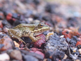 macro photo frog on stones
