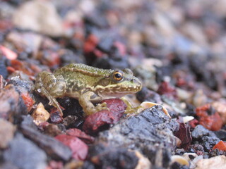 macro photo frog on stones
